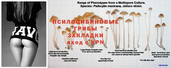 jwh Вязники